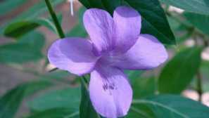 Barlery: домашна грижа, снимка, видео