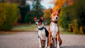 Базеенджи: порода история и характер на кучета