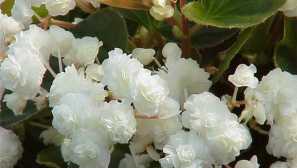 Бегония: описание, снимка, видео, възпроизвеждане, съдържание, грижи, поливане