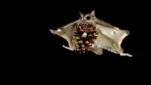 Катерица, летящ: необичайно летящо животно