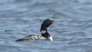 Заслепяване на гагара