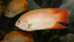 Koletia или macoopod ceyylon съдържание за развъждане на снимки.