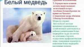 Бели мечки: среда на техните местообитания и общи характеристики