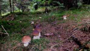 Porcini