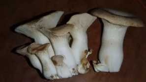 Бяла степна гъба