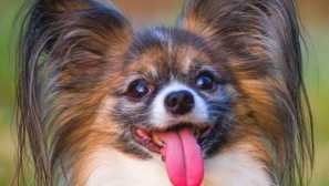 Погрижете се за вашия мимиметър: 8 най-сладки скали на малки кучета