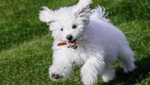 Бишон фриз (тенерифе бишон)