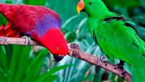 Благороден папагал