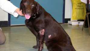 Бълхи не, и кучето сърбези: защо се случва какво да правим