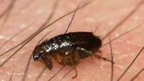 Бълха човешко описание, външен вид, опасност, методи на борба