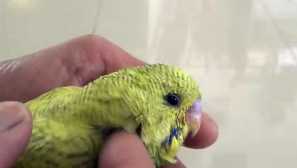 Бълхи и други паразити за вълнообразни папагали