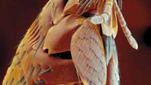 Бълха: сграда, видове, характеристики на храненето и развъждането, начините за борба с тях