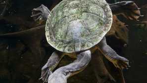 Бочиански костенурки (pleurodira)