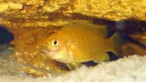 Cichlid болест: описание, снимка, лечение, видове