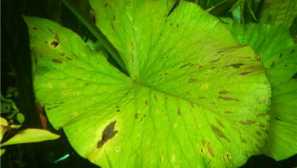 Болести на водни растения с дисбаланси на микроелементи