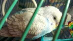 Заболявания на вълнообразни папагали и тяхното лечение