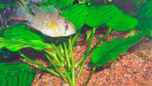 Боливска пеперуда