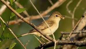 Пълни глупости