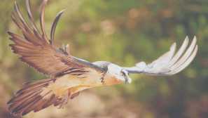 Брадат или агне