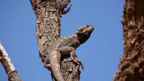 Бразена агама: характеристики на домашния дракон