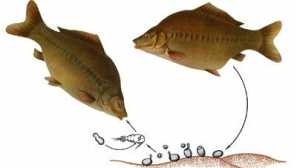 Ботушицефонирана риба.