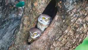 Брахмински бухал