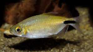 Бриандус дълъг славянски или конго диамант, брианнус nurze.