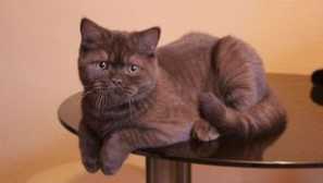 Британски шоколад: цвят, снимки на котки