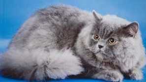 Британска дълготражна котка и коте - стандарти и съдържание