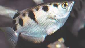 Спрей забелязан