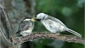 Burrohal hairchka: хранене, пробиване на възпроизвеждане, външен вид на птиците