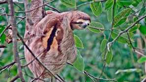 Борогорла ленивец