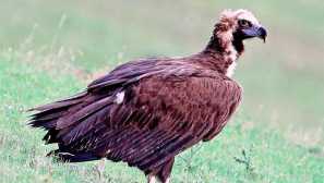 Кафява шийка или черна врата