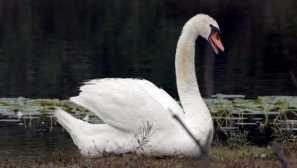 Дали убиецът лети? Затворете въпроса веднъж завинаги