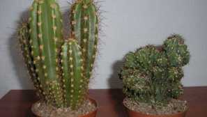 Ceres: описание, цвят, размножаване, снимка, видео, кацане, поливане