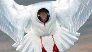 Обикновен чайка