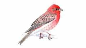 Lentilovitsa какво живее птица, в която живее птица от леща