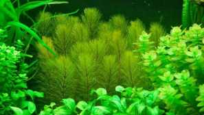 Какво липсват аквариумни растения?