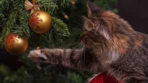 Какво е опасна нова година за котките
