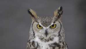 Каква е разликата между фитин от бухала