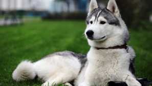 Каква е разликата между хъски от харесвания: такива подобни, но все още различни породи кучета