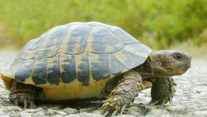 Костенурка: снимка, описание, домашна грижа