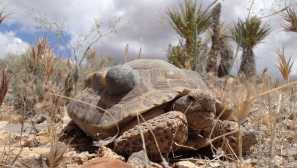 Костенурка или полиф