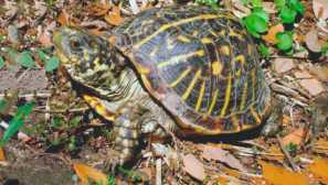 Кутии за костенурки