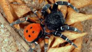 Черен ток или черен ерзус