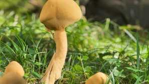 Билкови скалисти