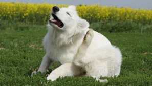 Chesoccal скоби в кучето описание на краста, симптоми, лечение, превенция