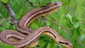 Четирибанско катерене полоз