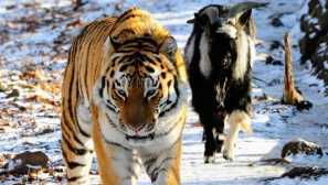 Какво е сега с тигър амур и козето тимур