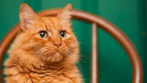 Какво хвърля червена котка в къщата, според знаците